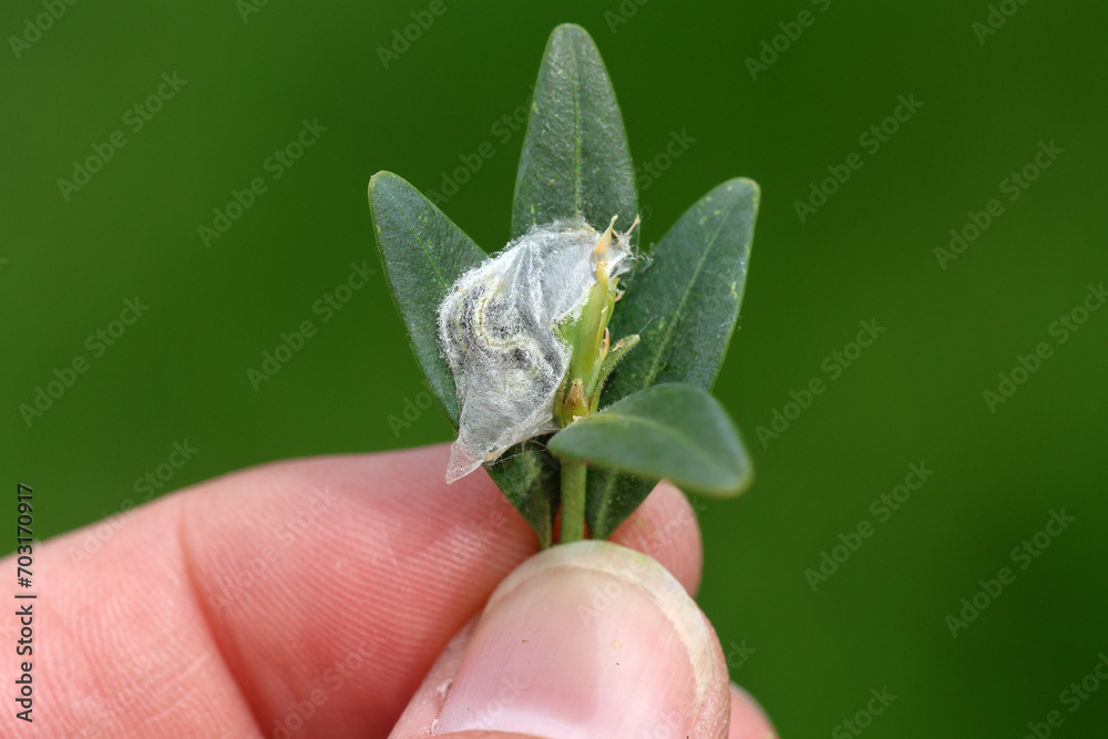 Cydalima perspectalis, the box tree moth is an invasive caterpillar of ...
