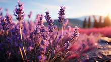 A Landscape Of Lavender In A Lullaby Of Minimalistic Charm, Evoking Calmness.