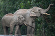Herd of wild Asian elephants