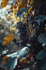 Poster - A bunch of grapes hanging from a vine. This image can be used to represent vineyards, winemaking, agriculture, or healthy eating