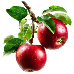 Aufkleber - Two red apples with green leaves hang on branch