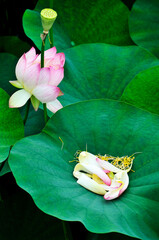 Wall Mural - blossoming pink lotus and waterlily flowers in pond