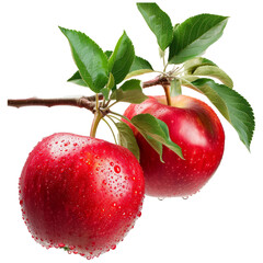 Aufkleber - Two red apples with green leaves hang on branch