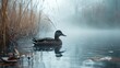 Serene duck floats on a misty water surface surrounded by reeds