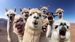 A group of alpacas smiling for a photo