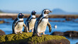 Numerous Magellanic penguins