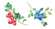 Blueberries and lingonberries , red berry, blue berries. huckleberry , cowberry, cranberries, watercolor illustration	