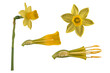  Gelbe Narzisse (Narcissus pseudonarcissus) , Blütendetails