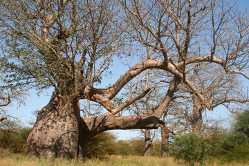 Canvas Print - un énorme baobab