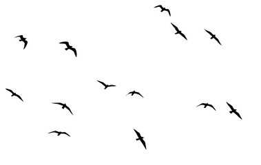 Wall Mural - png flock of birds flying isolated on clear background