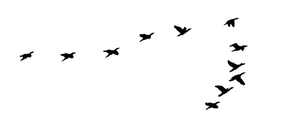 png flock of birds flying isolated on clear background