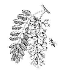Blooming acacia and honey bee