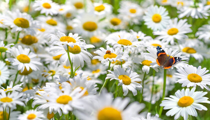 Aufkleber - Summer bright landscape with beautiful wild flowers camomiles. Landscape with butterflies on wildflowers daisies. Chamomile flowers in the meadow close-up.