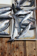 Canvas Print - Herring in Bari, Italy