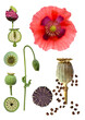 Schlafmohn (papaver somniferum), Bildtafel mit Blüte, Pflanze, Samenkapsel, Samen