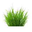 © Yash - grass element isolated on transparent background