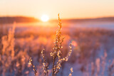 Fototapeta Dmuchawce - Frosty grass at winter sunset