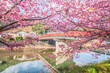 春の河津町　満開の河津桜と河津川に架かるやかた橋【静岡県】　
Kawazu cherry blossoms blooming in Kawazu Town, a famous cherry blossom spot in Shizuoka - Japan