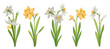 Watercolor set of white and yellow daffodils. Collection of spring flowers, buds and leaves in vintage style