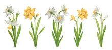 Watercolor Set Of White And Yellow Daffodils. Collection Of Spring Flowers, Buds And Leaves In Vintage Style