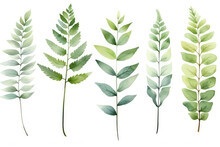 Plant Green Element Set Nature Design Summer Watercolor Leaves Botany