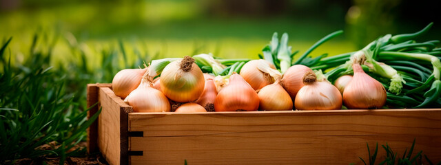 Wall Mural - onions in a box in the garden. Selective focus.