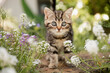 Katze im Frühling: Kleine getigerte Hauskatze erkundet den Garten und spielt  im sonnigen Blumenbeet.