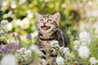 Katze im Frühling: Kleine getigerte Hauskatze erkundet den Garten und spielt  im sonnigen Blumenbeet.