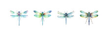 Watercolor Dragonfly Set. Vector Illustration Design.