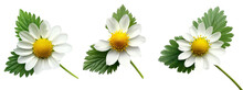 A White Flower With A Yellow Center And A White Background