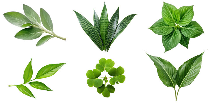 Natural of Tropical green leaves of leaf isolated on transparent png background, varies different of plant botanical.