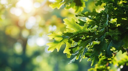 Wall Mural - Frame of fresh green oak leaves isolated on blurred sunny background. Copy space.