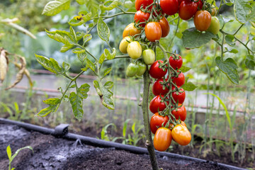 Wall Mural - Beautiful red ripe cherry tomatoes grown in a greenhouse. Close-up of a branch with tomatoes.