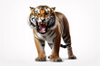 Tiger growling with mouth wide open against white backdrop