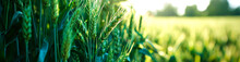 Macro Close Up Of Fresh Ears Of Young Green Wheat In Spring Field. Agriculture Scene. AI Generated.