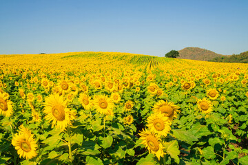 Wall Mural - Sunflower blooming in field on blue sky background.