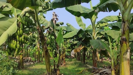 The banana tree leaves and fruits bananas in garden on light shinning