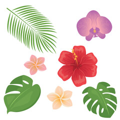 Tropical different type exotic leaves and flowers set. Jungle plants. Monstera and palm leaves. Orchid, hibiscus and plumeria flowers. Cartoon vector illustration isolated on white background