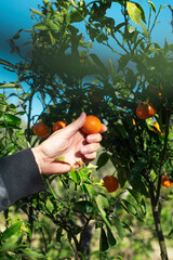 Wall Mural - man collects some mandarins from the tree