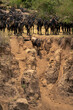 Blue wildebeest walks down steep sandy gully