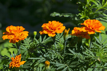 orange beautiful flowers marigolds close-up. Close up of beautiful flower pattern of marigold in the garden. Marigolds erect, Mexican, Aztec or African marigold. beauty in nature