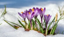 Purple Crocus Flowers Bloom In Spring Breaking Through The Snow