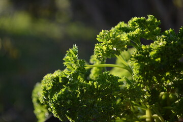 green plant