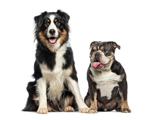 Sticker - English Bulldog and Australian Shepherd panting tongue hanging out of their open mouth, isolated on white