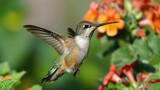 A hummingbird hovers mid-air, feeding from vibrant orange flowers. The bird's wings are a blur of motion, and its iridescent feathers glint in the sunlight.