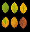Rotbuche (Fagus sylvatica), Blätter mit Herbstfärbung