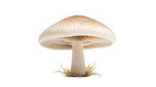 Buna Shimeji Mushroom Isolated On White Background