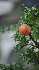 Wall Mural - pomegranate on tree