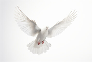 Wall Mural - A white dove flying isolated on a white background