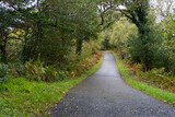 Fototapeta Sawanna - Beautiful paved road in the middle of lush nature in the center of Ireland